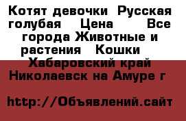 Котят девочки “Русская голубая“ › Цена ­ 0 - Все города Животные и растения » Кошки   . Хабаровский край,Николаевск-на-Амуре г.